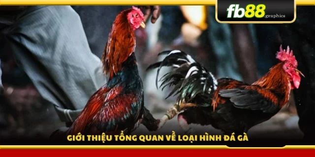 Giới thiệu về loại hình đá gà