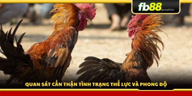 Đánh giá kỹ sức khỏe, thể trạng và phong độ của chiến kê