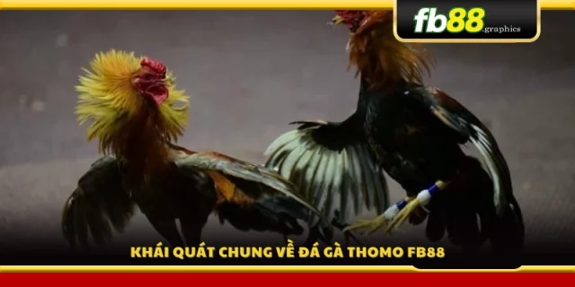 Khám phá hình thức đá gà Thomo FB88